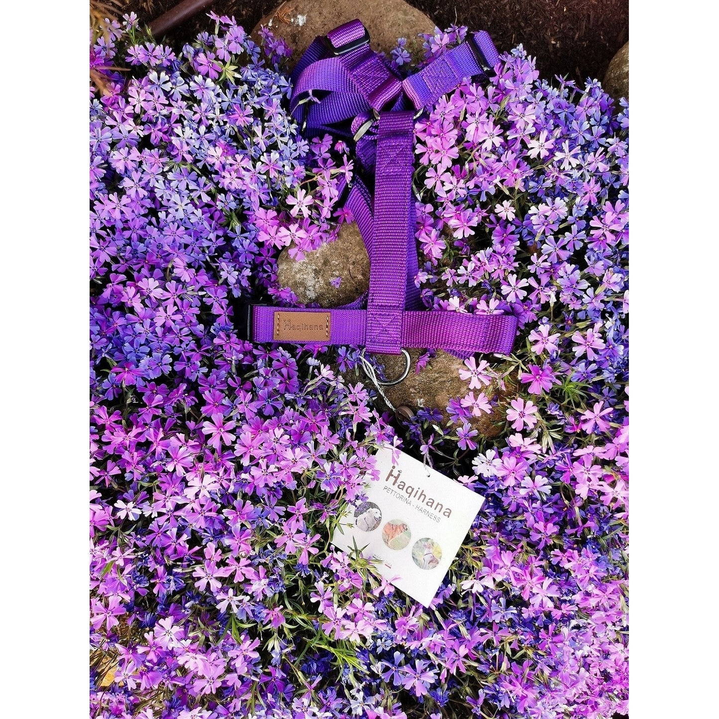 [Presale]Harness Violet