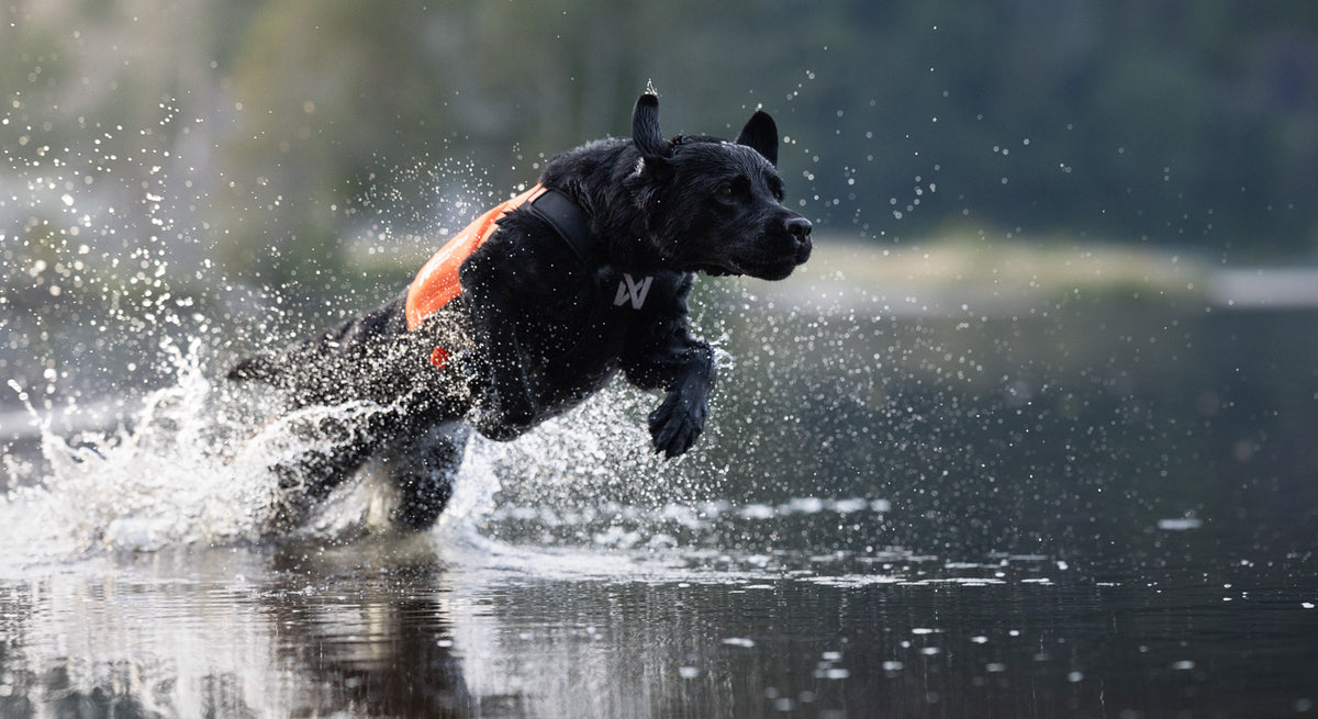 Non-stop dogwear Protector Neoprene Vest