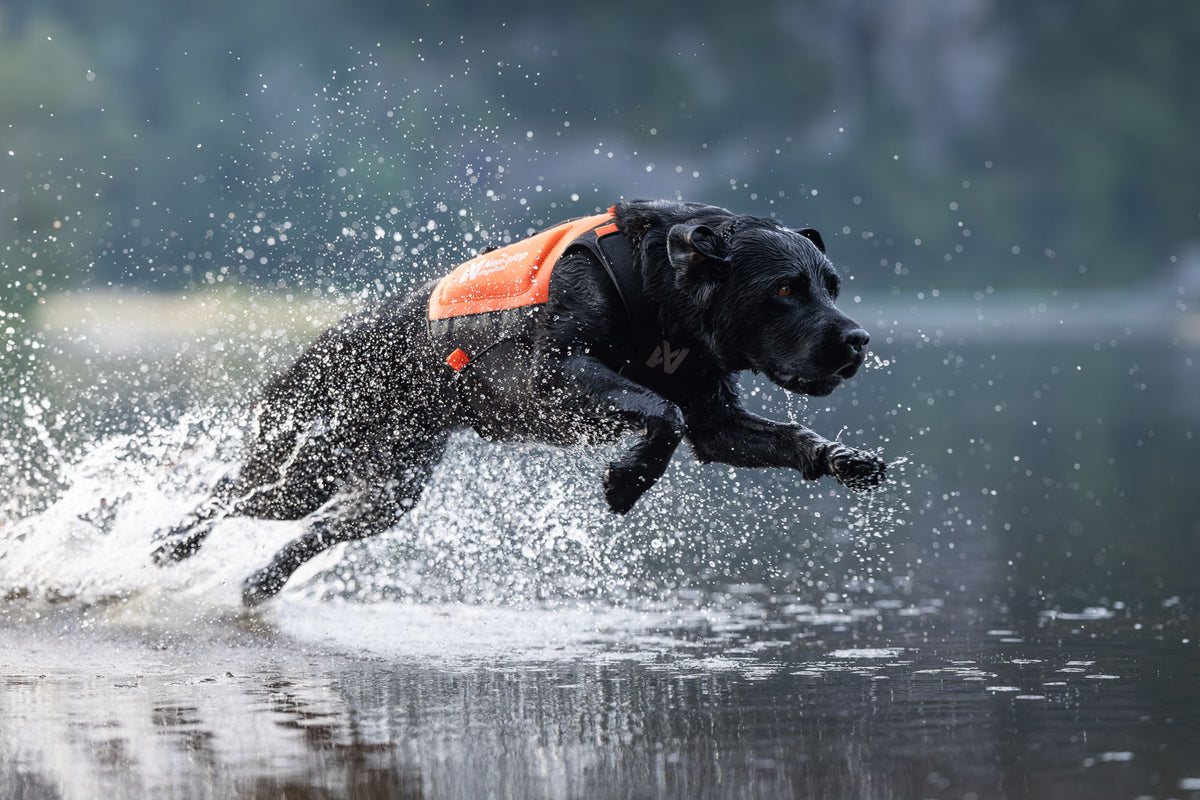 Non-stop dogwear Protector Neoprene Vest