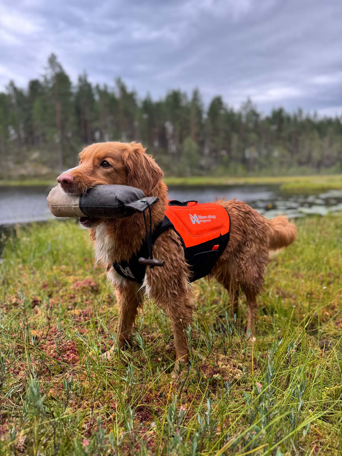 Non-stop dogwear Protector Neoprene Vest