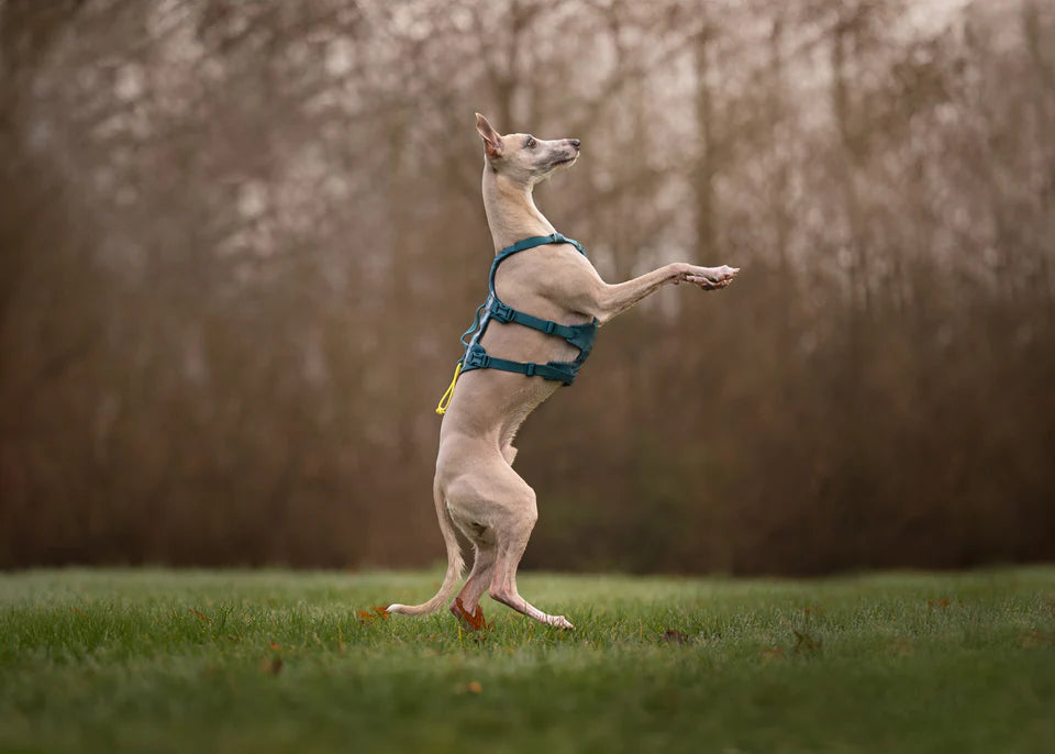 [Presale]Ramble harness long