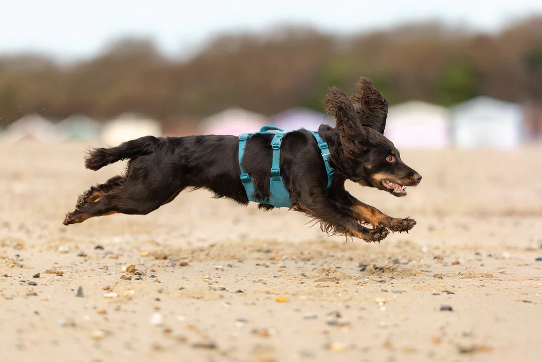 [Presale]Ramble harness long