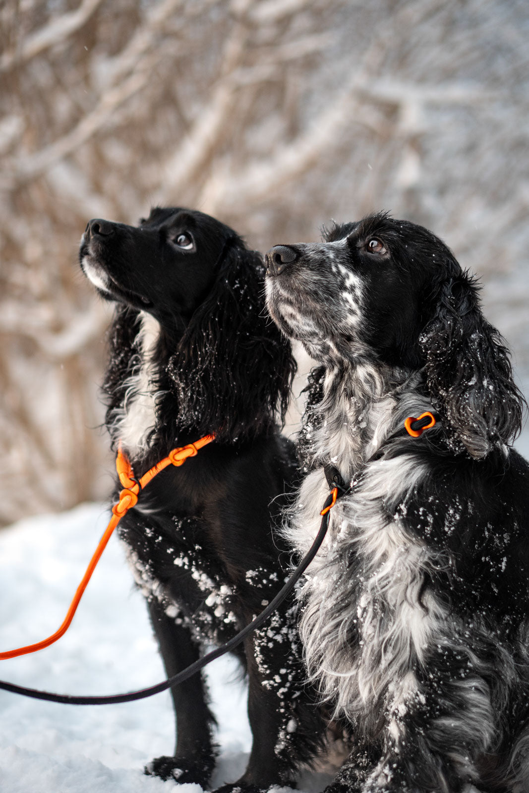 Non-stop dogwear Retriever Leash
