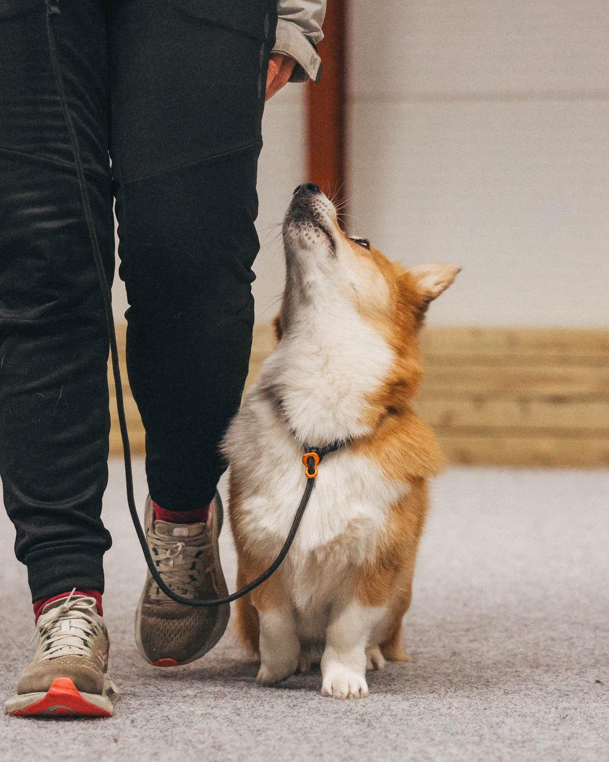 Non-stop dogwear Retriever Leash
