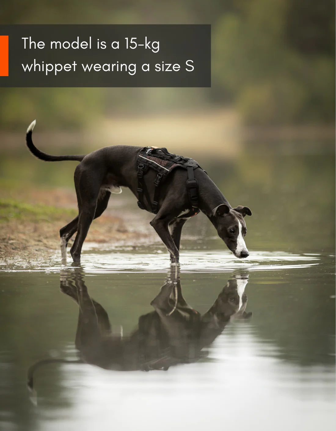 [Presale]Rock harness long