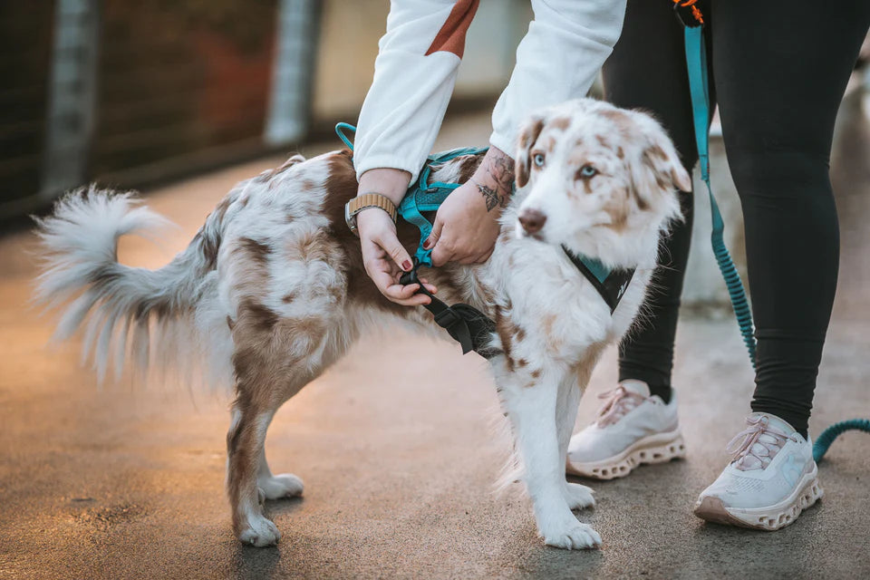 [Presale]Rush harness