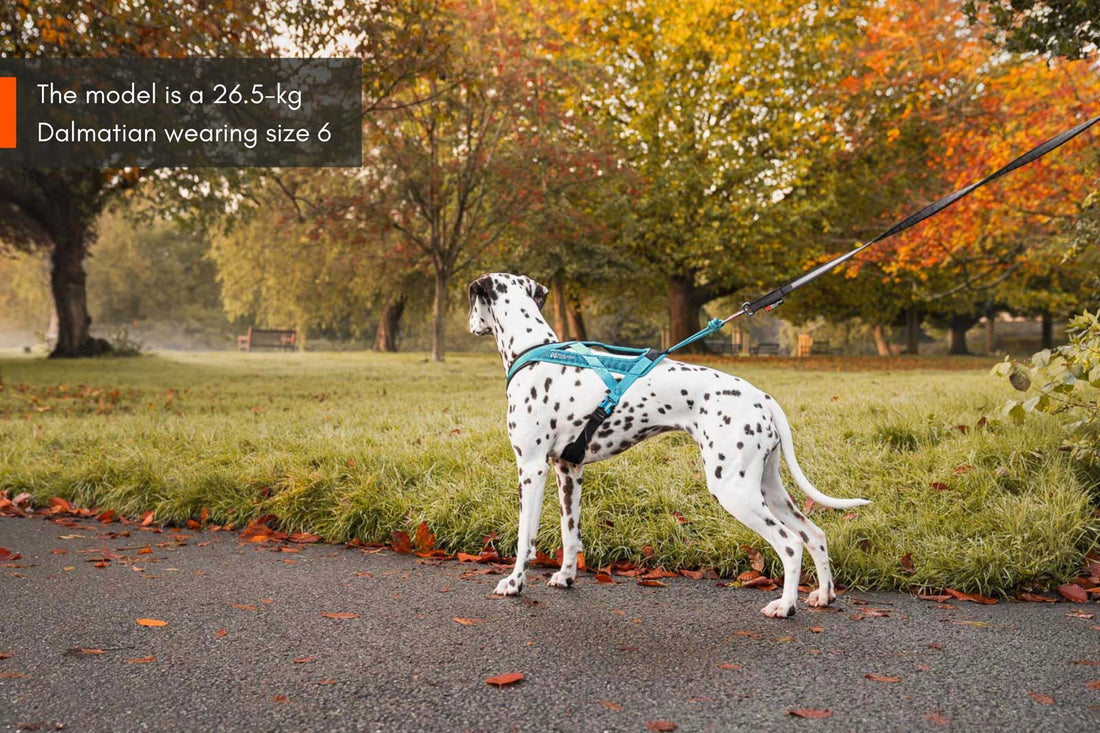 [Presale]Rush harness