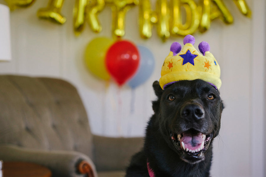 P.L.A.Y. Party Time Canine Crown plush dog toy