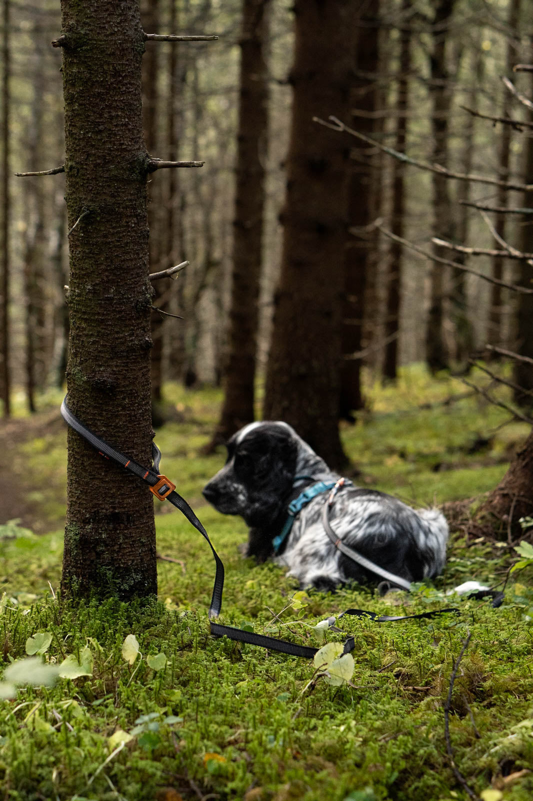 Non-stop dogwear Touring Bungee Adjustable Leash