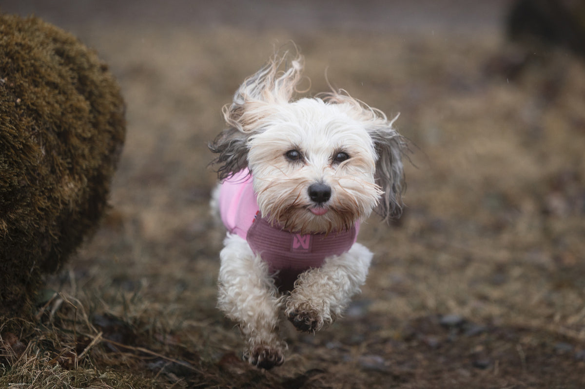 Non-stop dogwear Trail Quest Fleece Pullover – Mauve