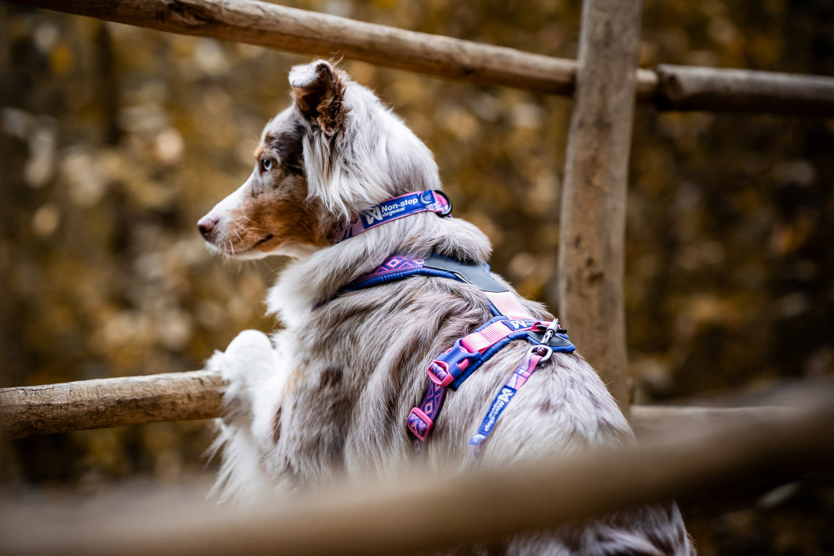 Non-stop dogwear Trail Quest Collar Rachel Pohl Edition