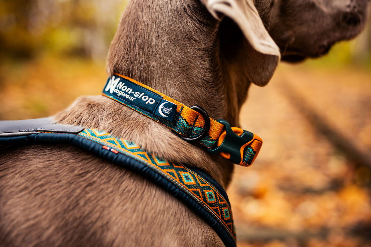 Non-stop dogwear Trail Quest Collar Rachel Pohl Edition
