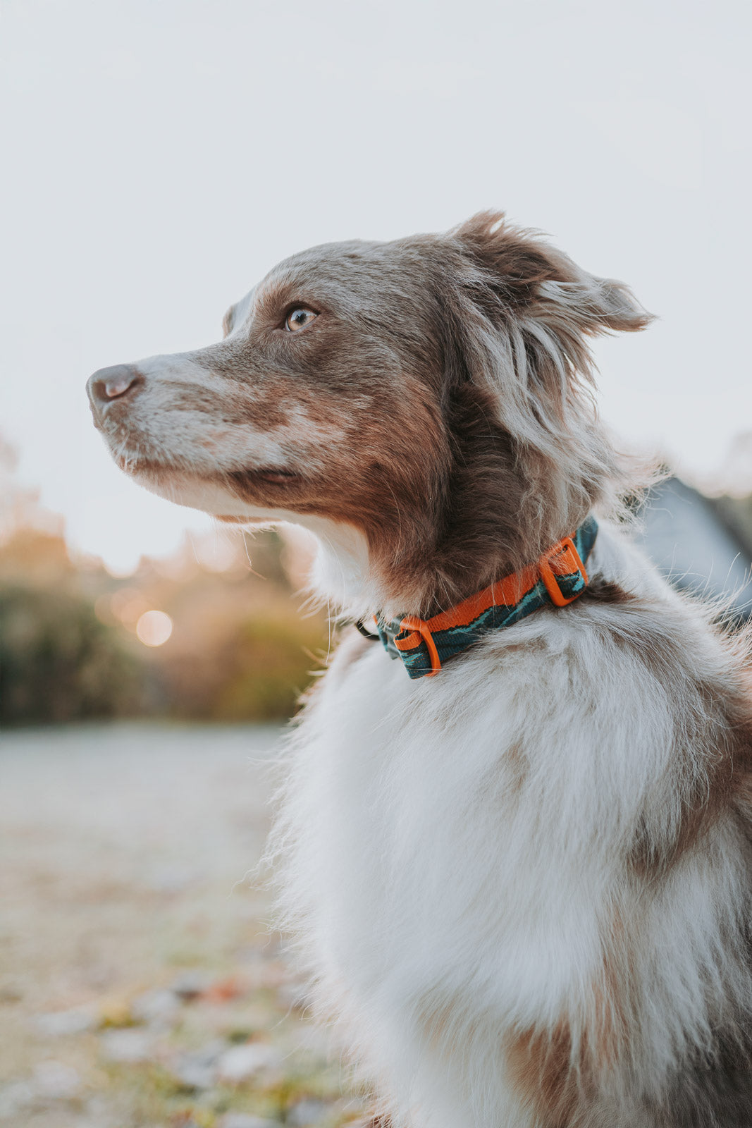 Non-stop dogwear Trail Quest Collar Rachel Pohl Edition