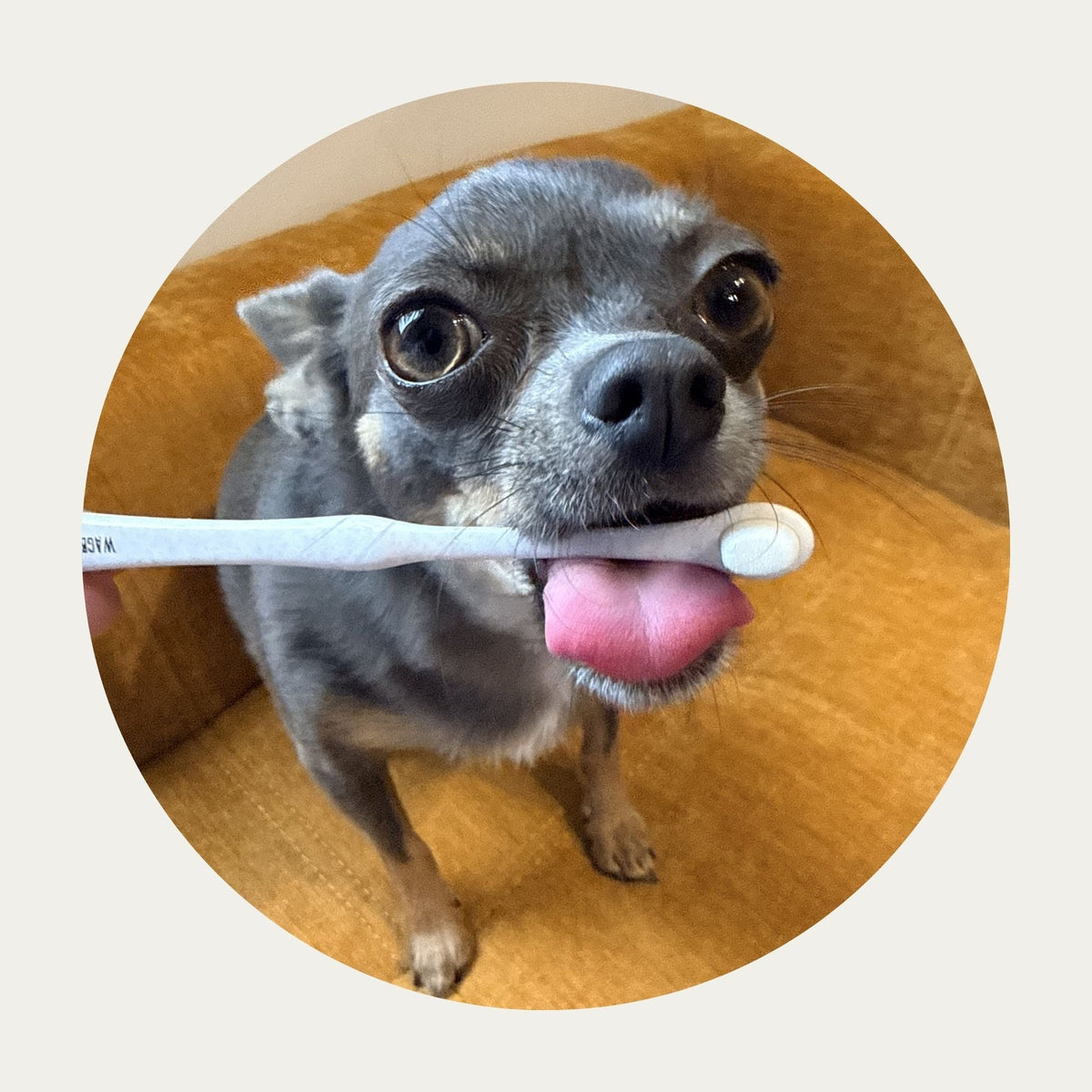 Wag & Bright Puppy Polisher Pearl toothbrush with Chihuahua