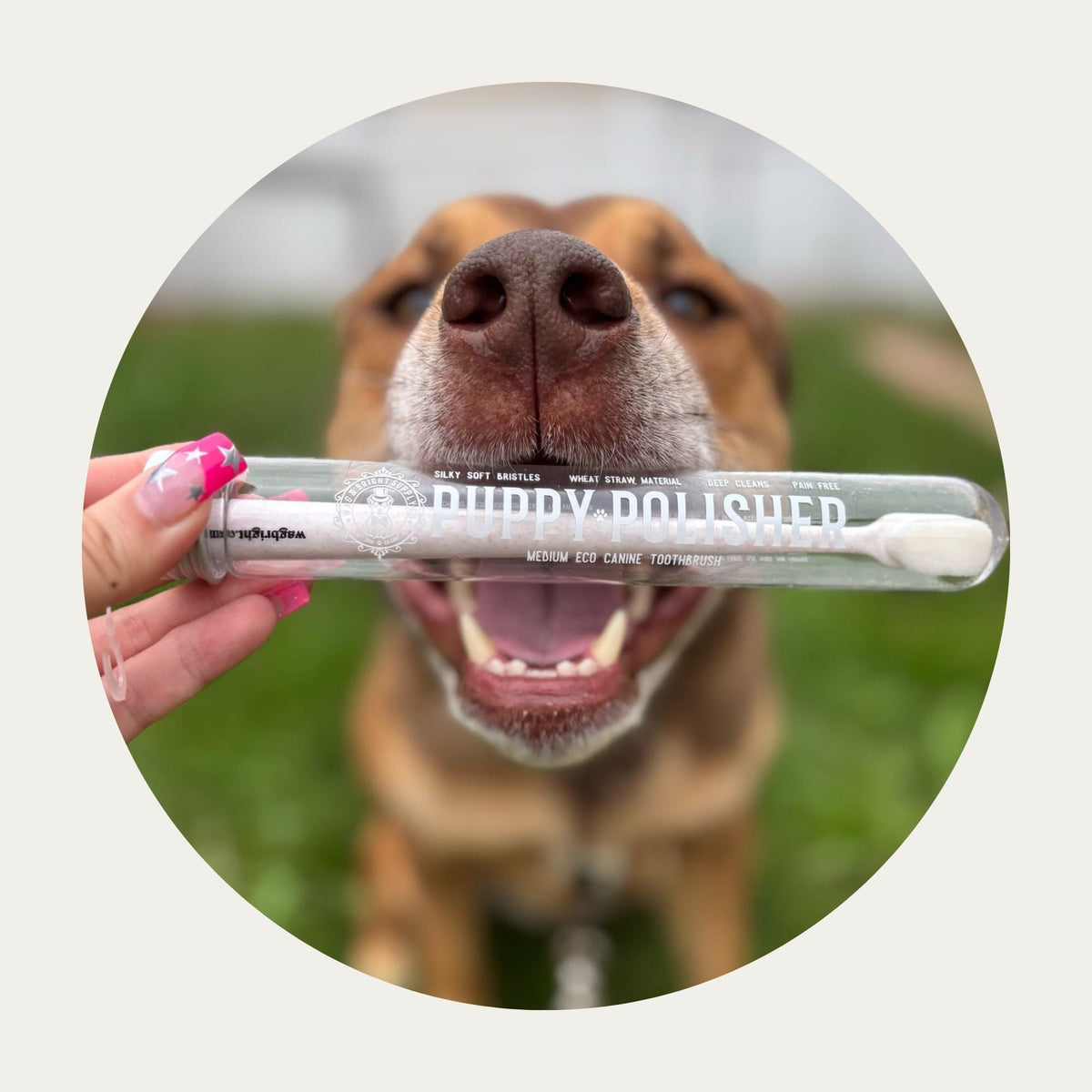 Wag & Bright Puppy Polisher Medium Eco Dog Toothbrush